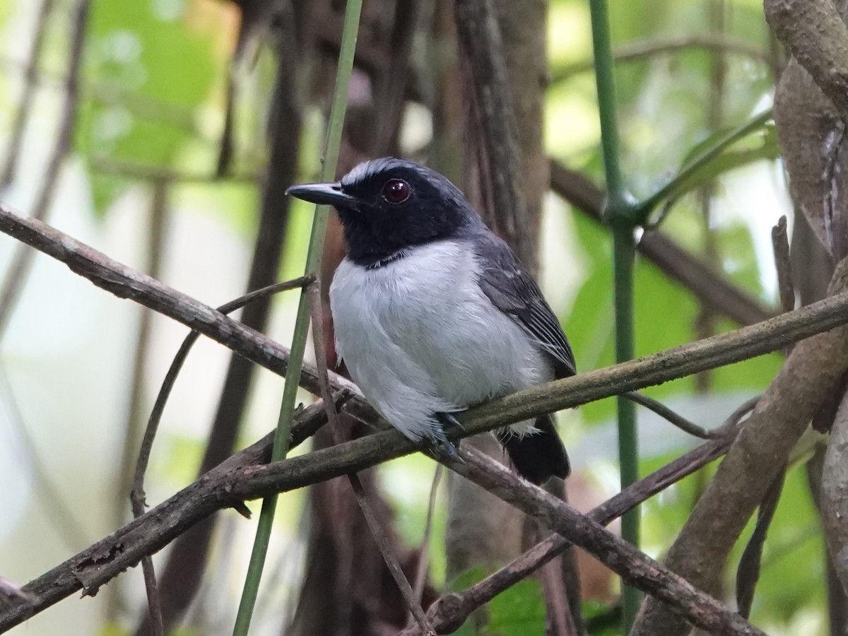 Ash-breasted Antbird - Barry Reed