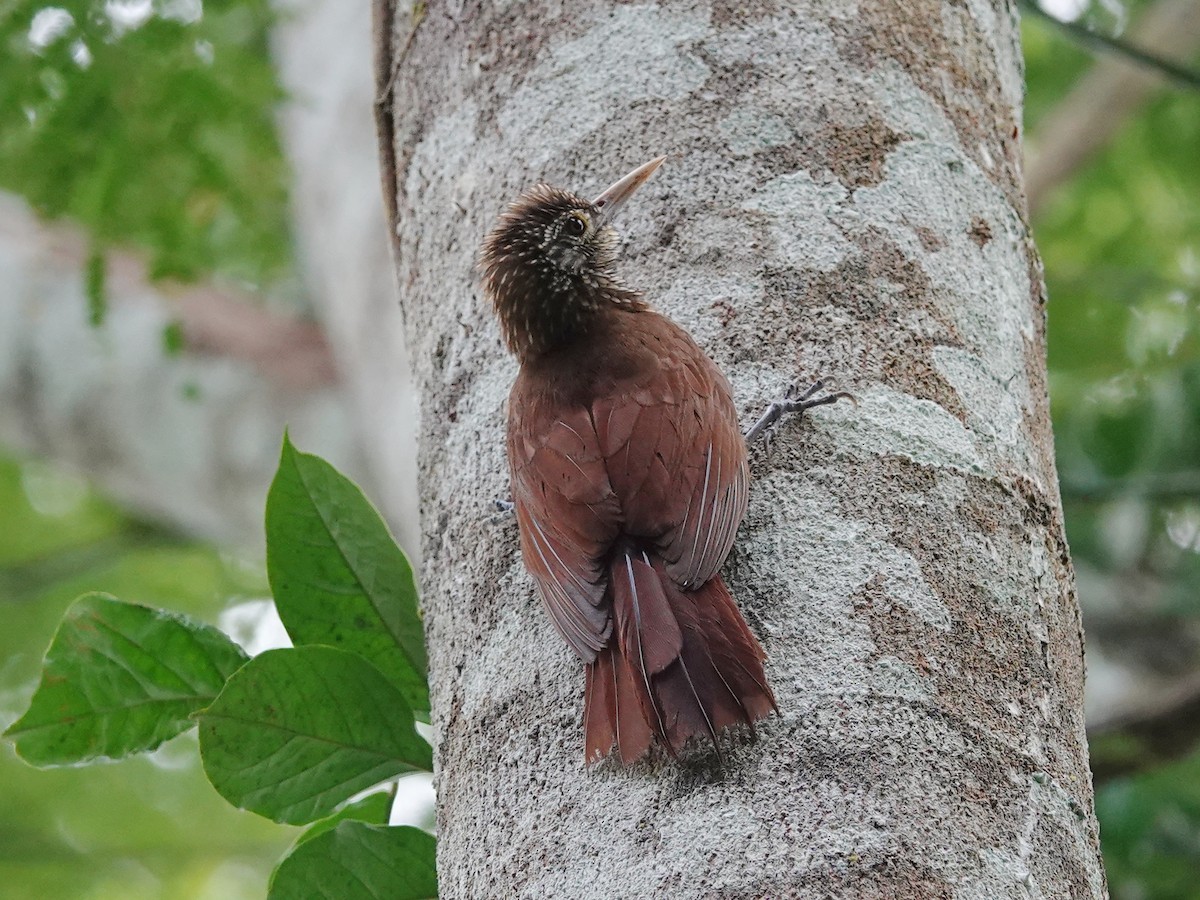 Zimmer's Woodcreeper - Barry Reed