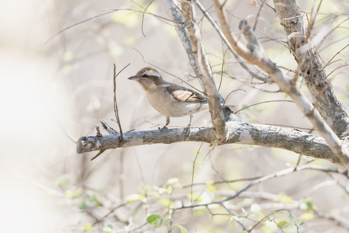 Yellow-throated Bush Sparrow - Adam Wilson