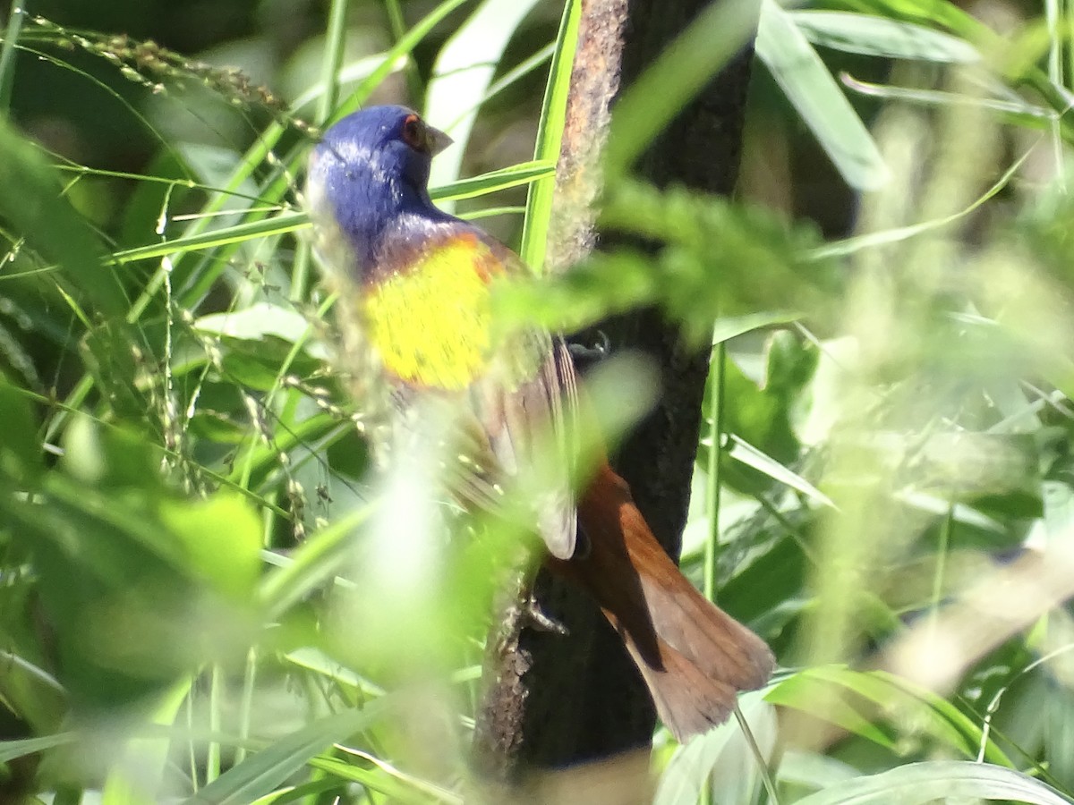 Painted Bunting - Jeffrey Roth
