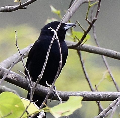 White-lined Tanager - ML617449663