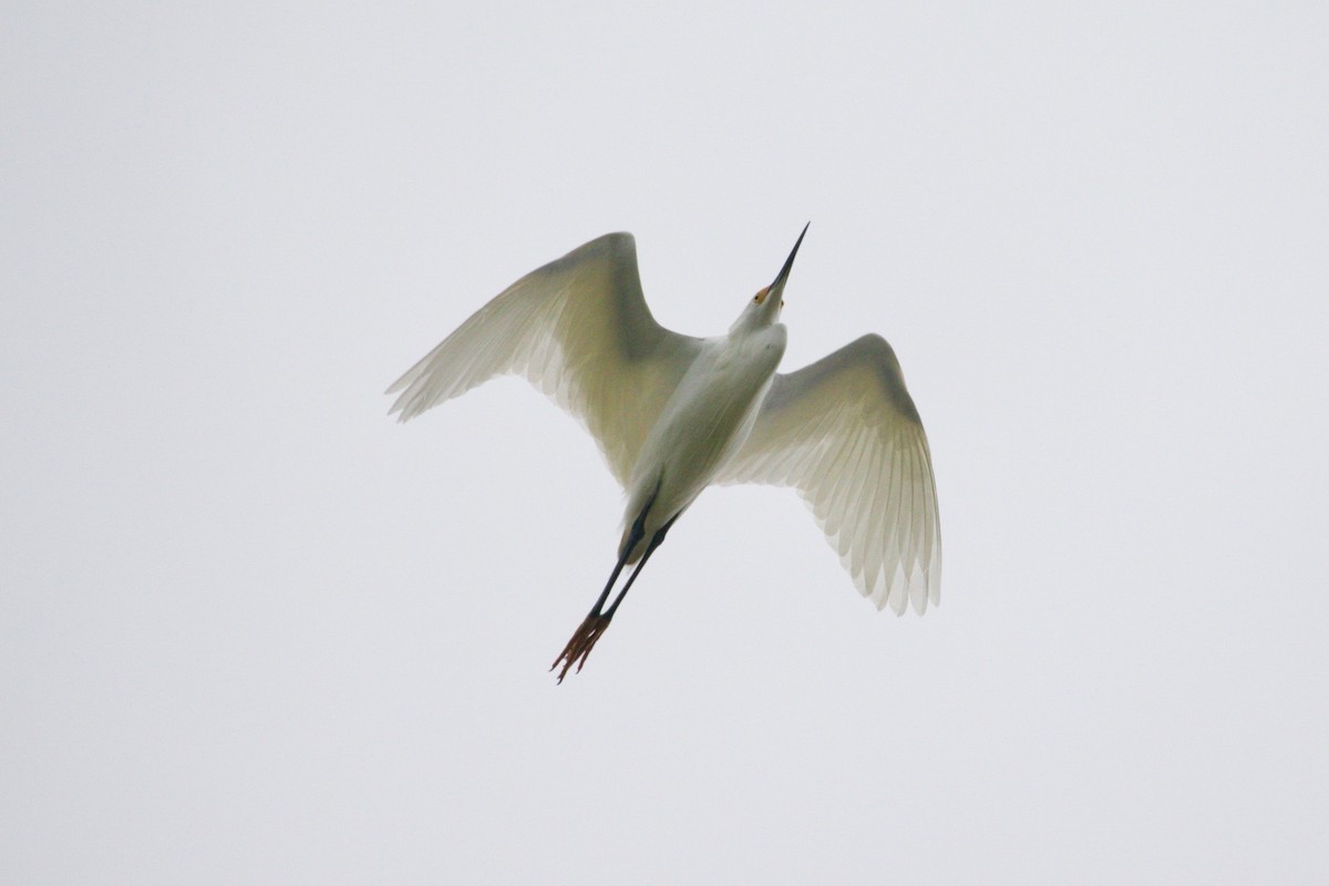 Snowy Egret - Loyan Beausoleil
