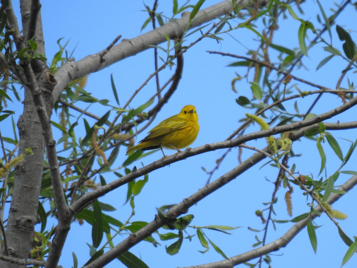Yellow Warbler - Gisele Schoene