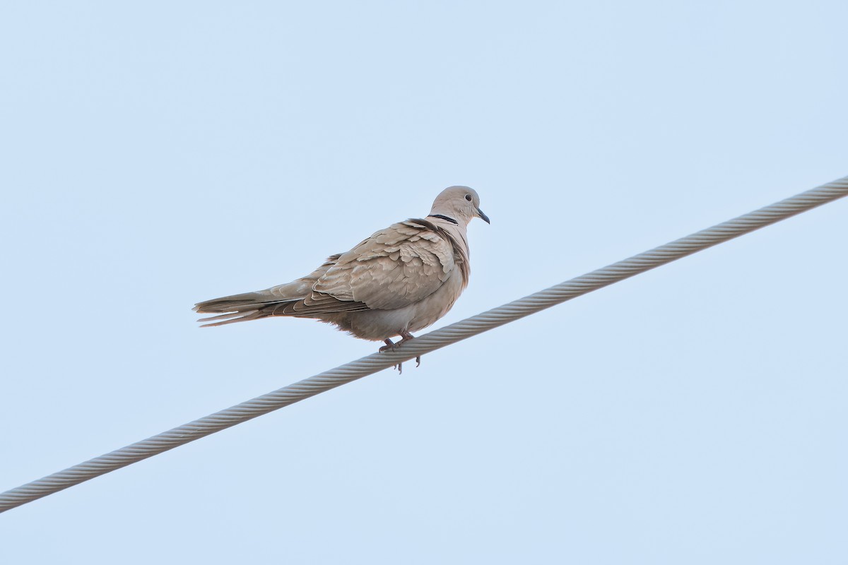 Eurasian Collared-Dove - ML617449739
