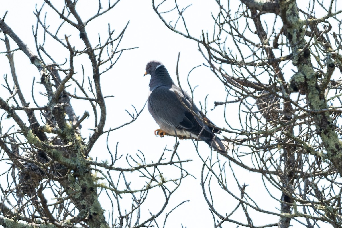 Band-tailed Pigeon - ML617449740