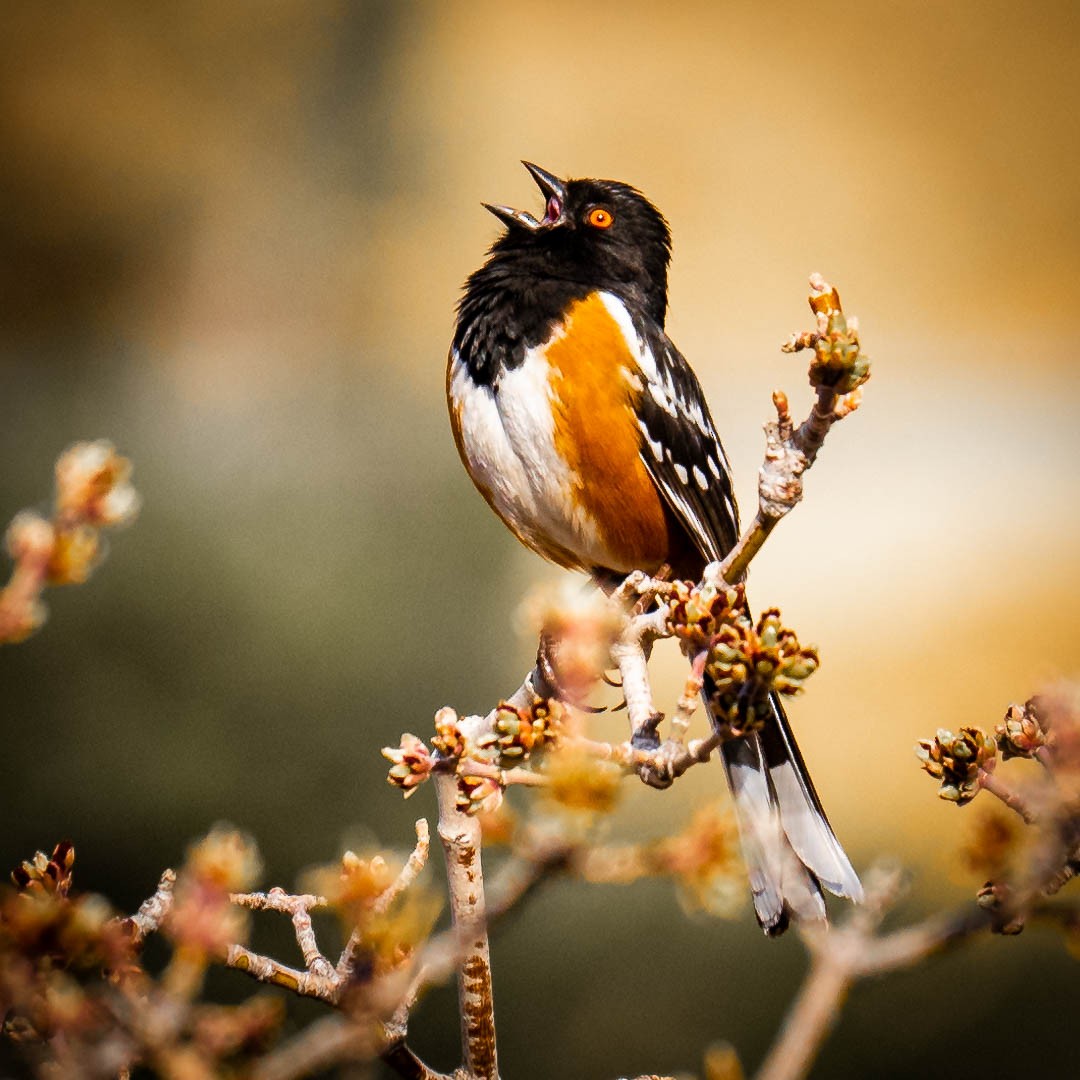 Spotted Towhee - ML617449766