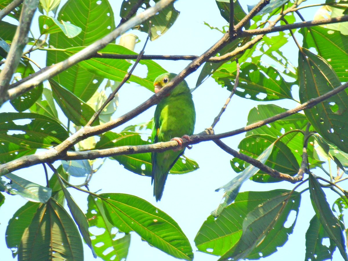 Golden-winged Parakeet - Raul Afonso Pommer-Barbosa - Amazon Birdwatching