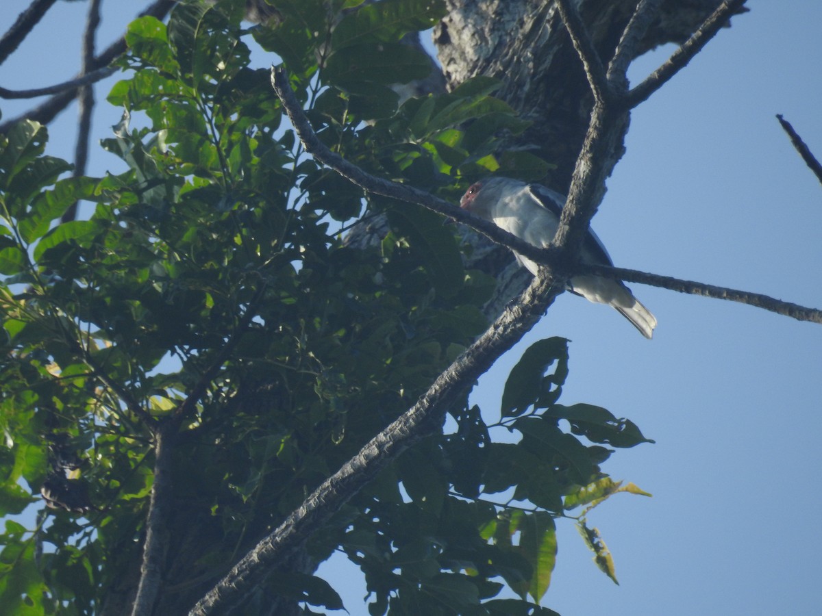 Masked Tityra - Raul Afonso Pommer-Barbosa - Amazon Birdwatching