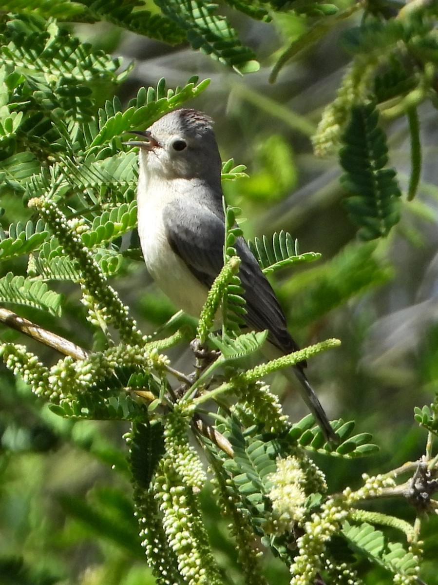 Lucy's Warbler - ML617449866