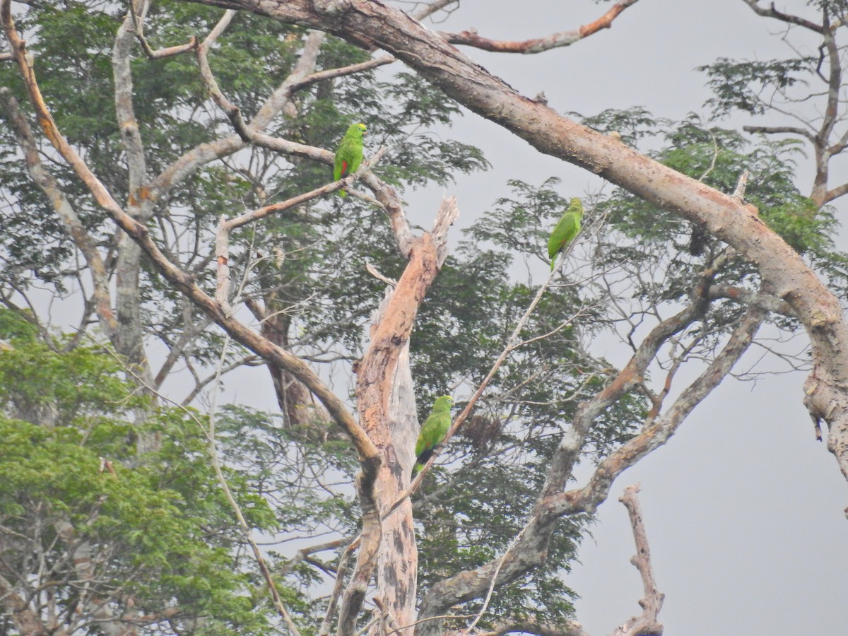 Yellow-crowned Parrot - ML617449868