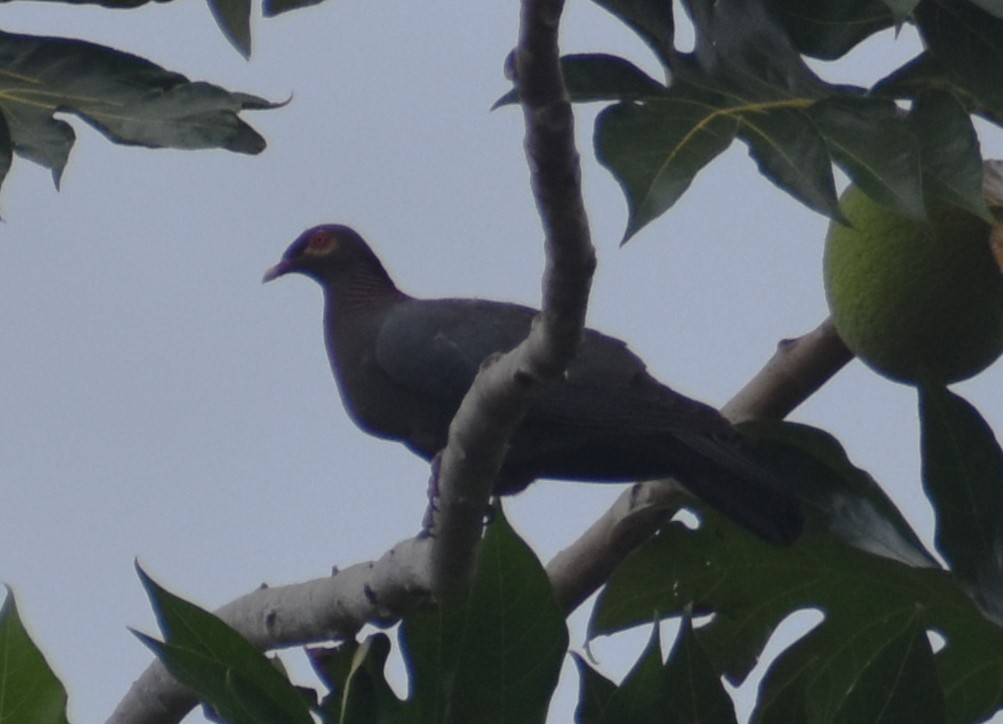 Scaly-naped Pigeon - ML617449879