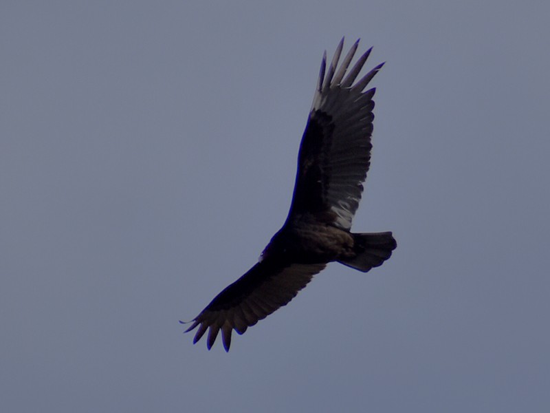 Turkey Vulture - ML617449884