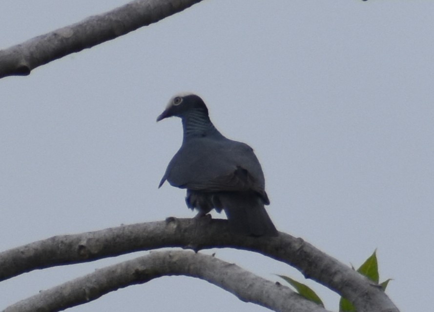White-crowned Pigeon - ML617449886