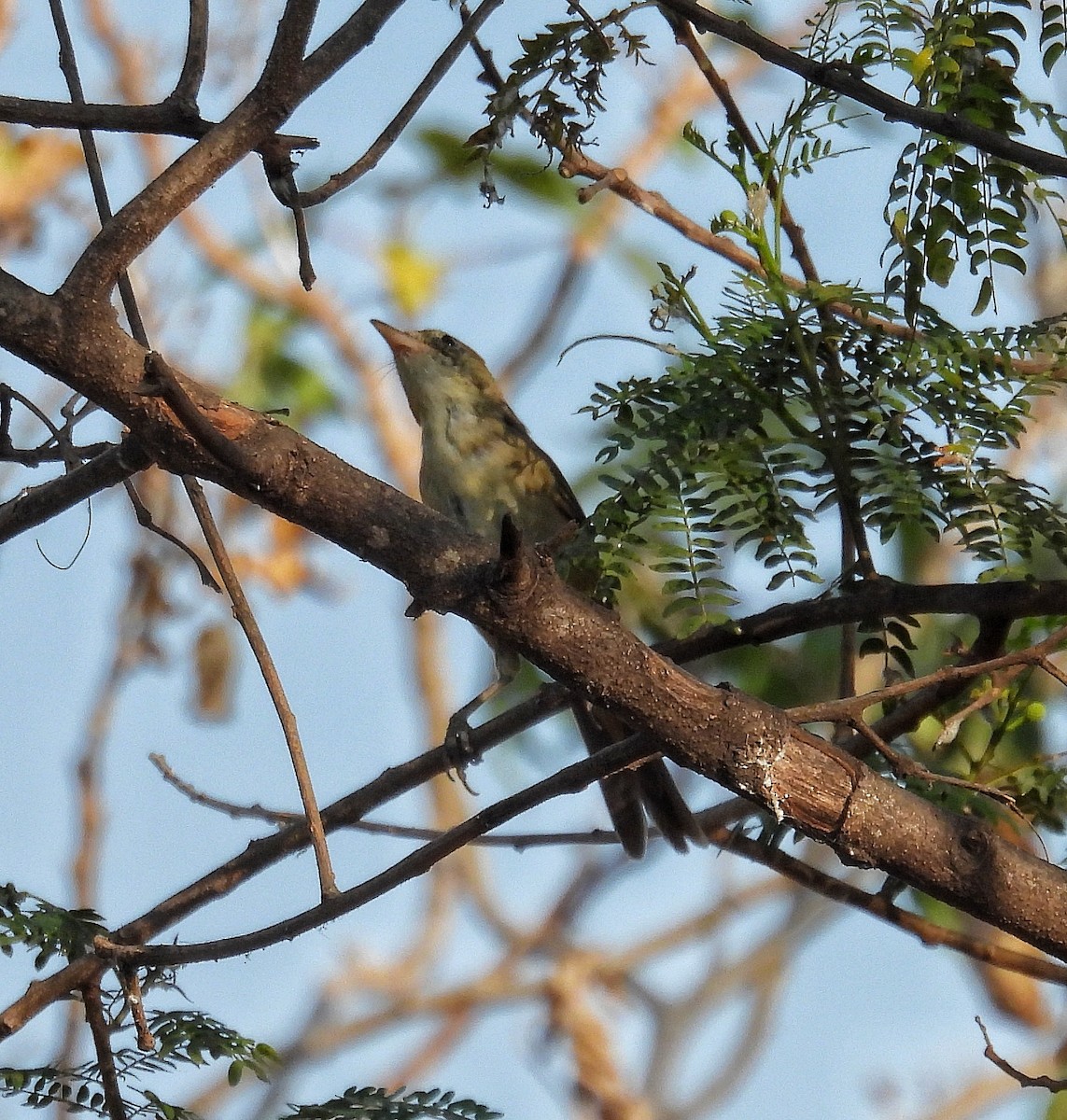 Thick-billed Warbler - Santhi  K