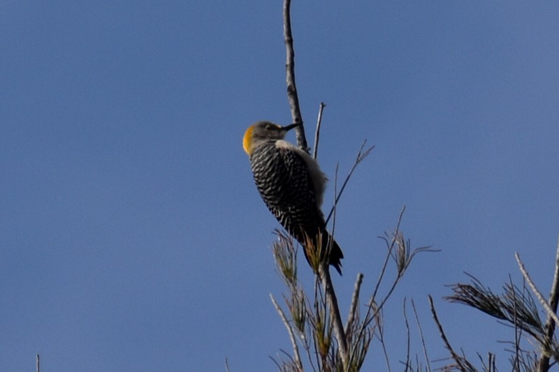 Golden-fronted Woodpecker - ML617449954
