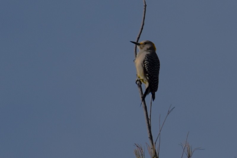 Golden-fronted Woodpecker - ML617449955