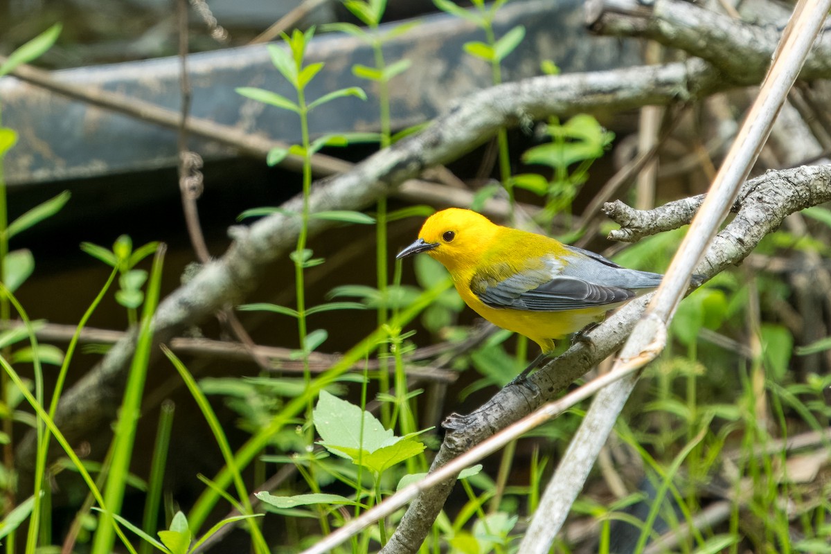 Prothonotary Warbler - ML617450042