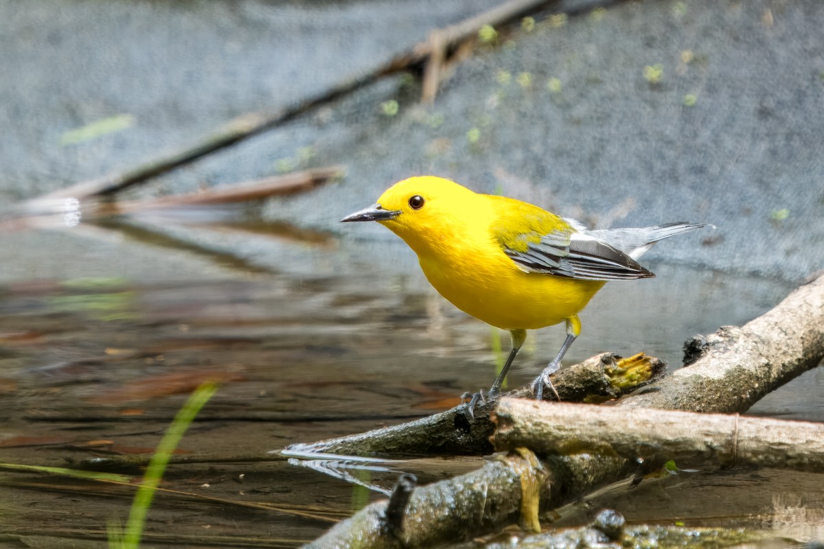 Prothonotary Warbler - ML617450050