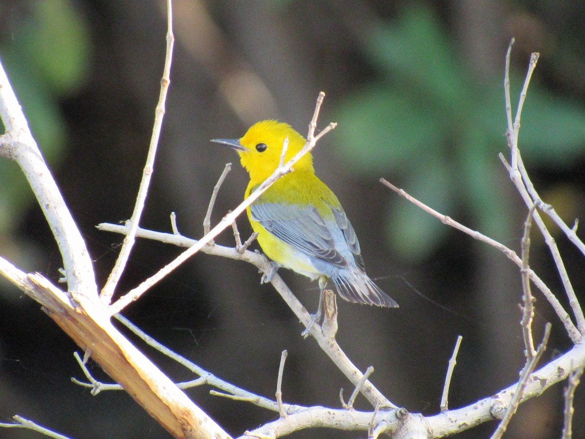Prothonotary Warbler - ML617450055