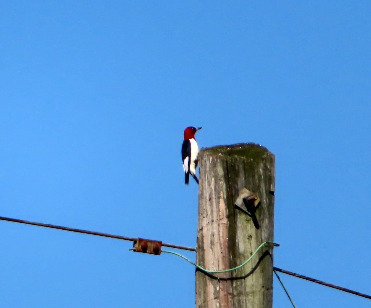 Red-headed Woodpecker - ML617450076