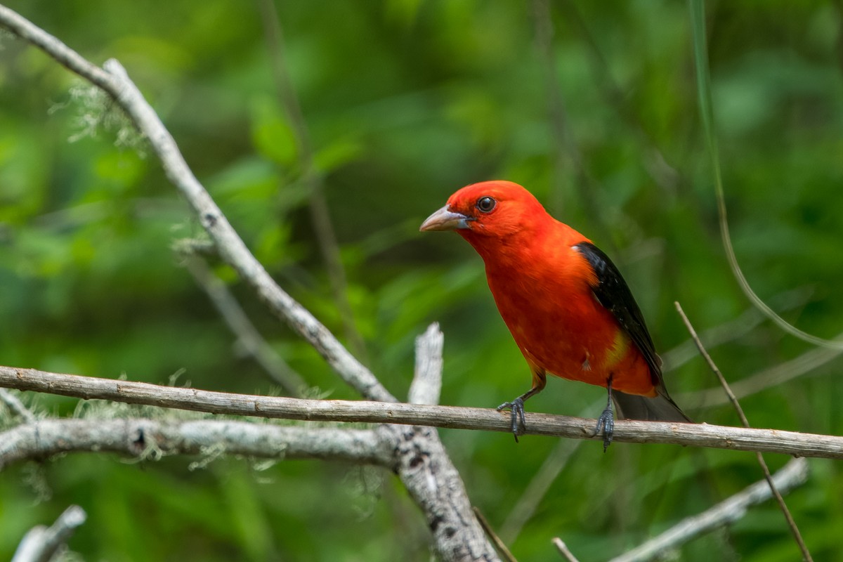 Scarlet Tanager - ML617450082