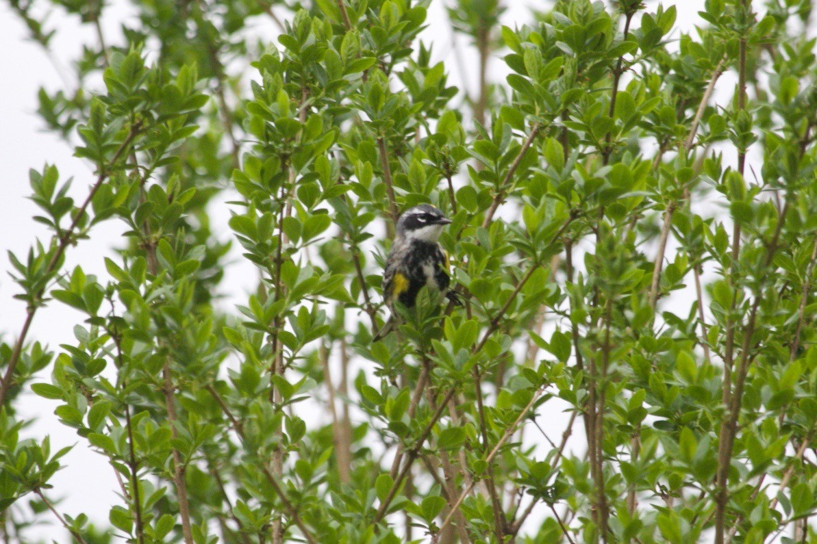 lesňáček žlutoskvrnný (ssp. coronata) - ML617450121