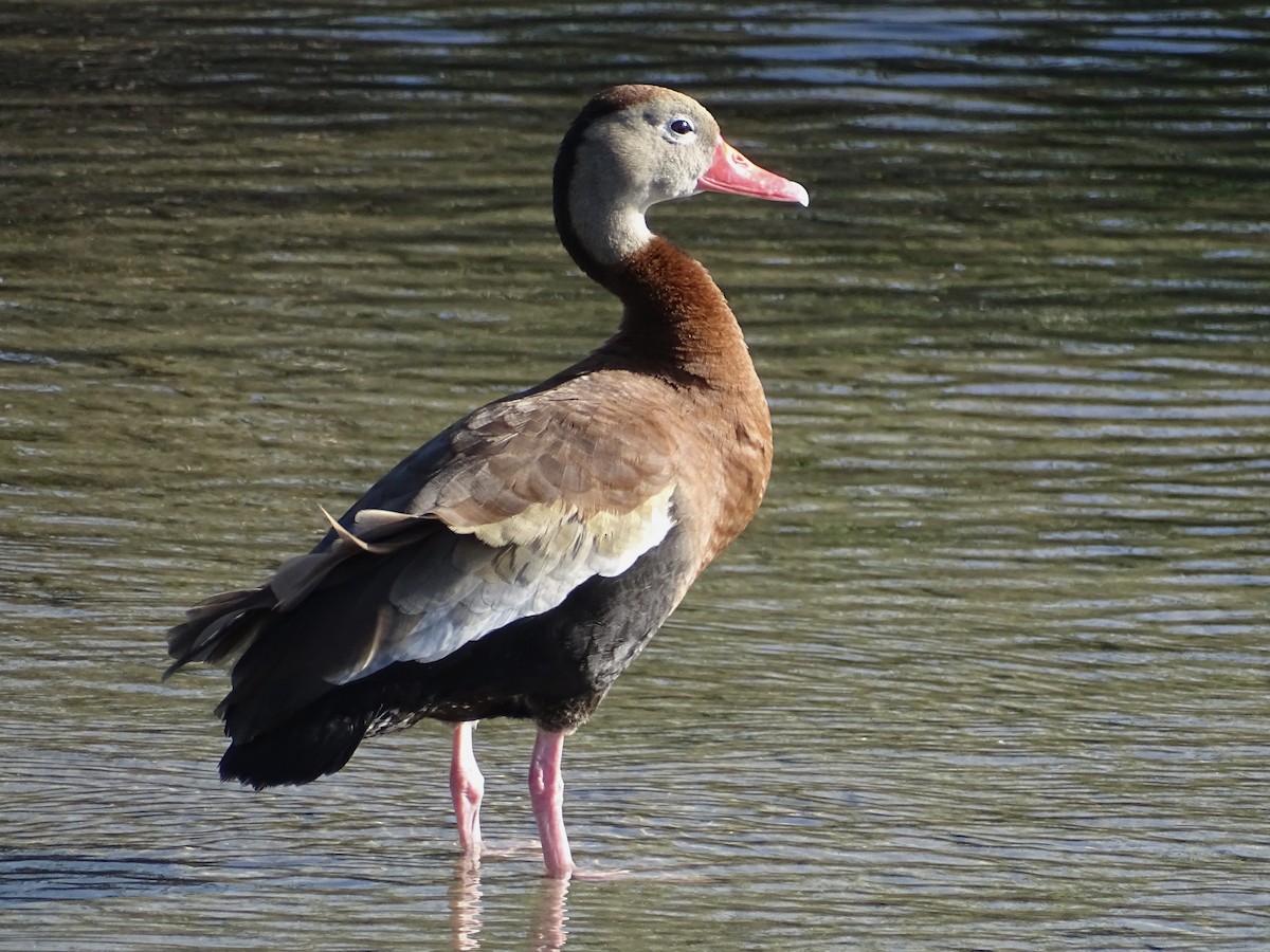 Black-bellied Whistling-Duck - Jeffrey Roth