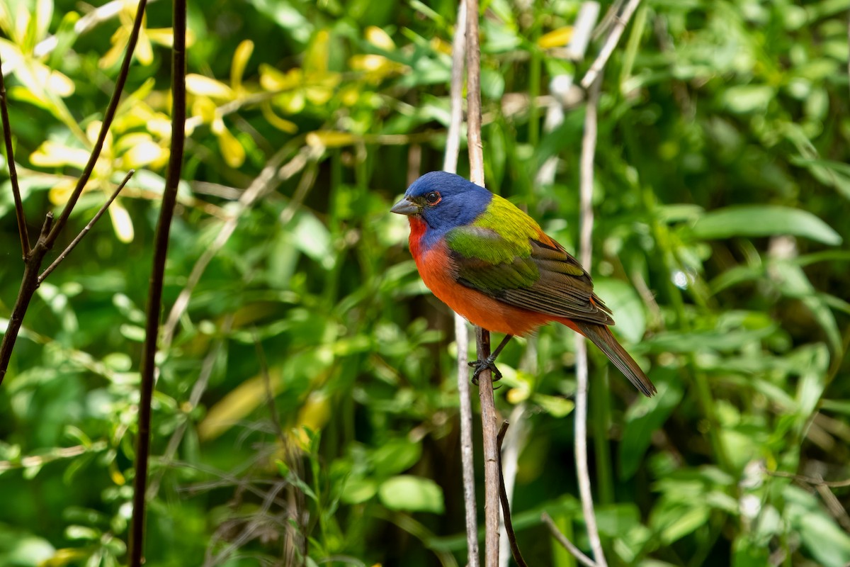 Painted Bunting - ML617450176