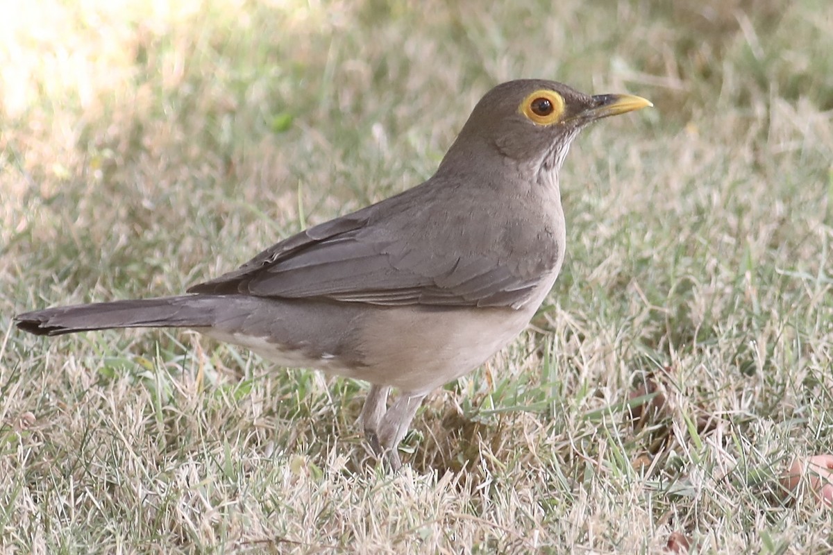 Spectacled Thrush - Gil Ewing