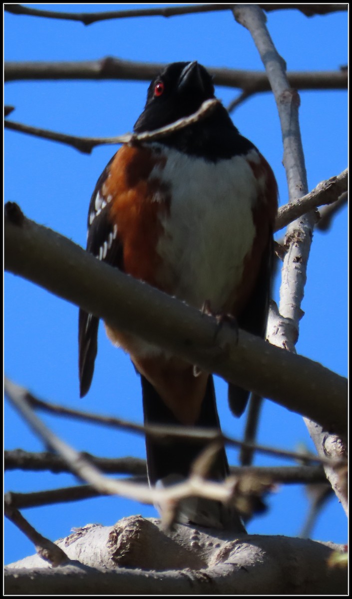 Spotted Towhee - ML617450354