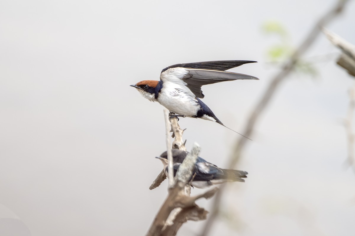 Wire-tailed Swallow - ML617450356
