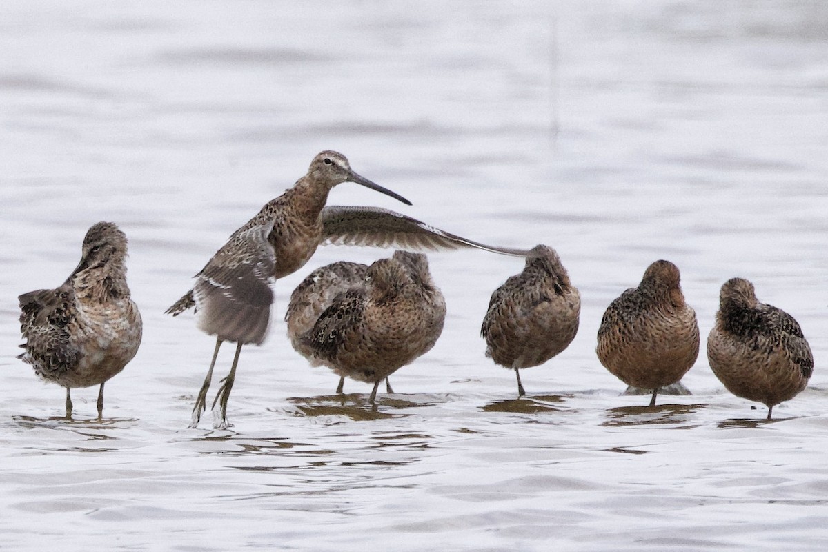 Long-billed Dowitcher - ML617450380