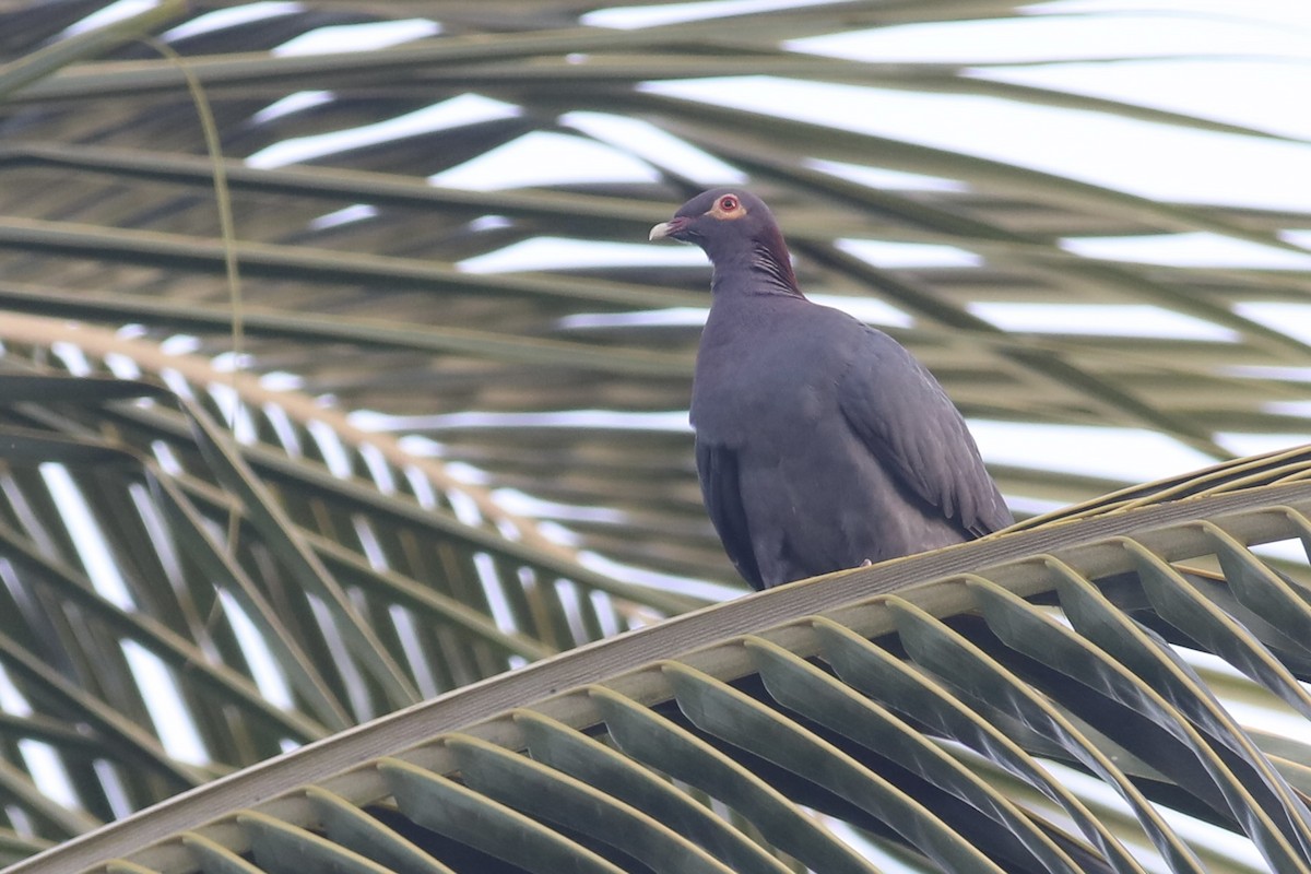 Scaly-naped Pigeon - ML617450423
