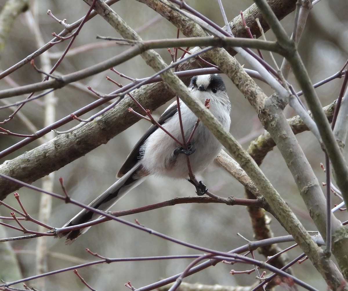 Long-tailed Tit - Gary Graves