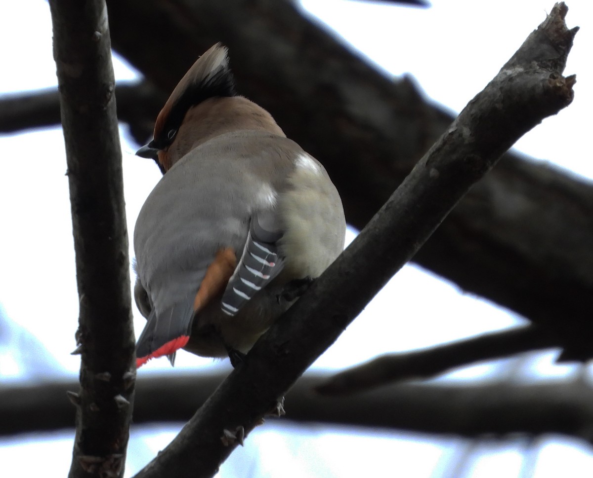 Japanese Waxwing - ML617450564