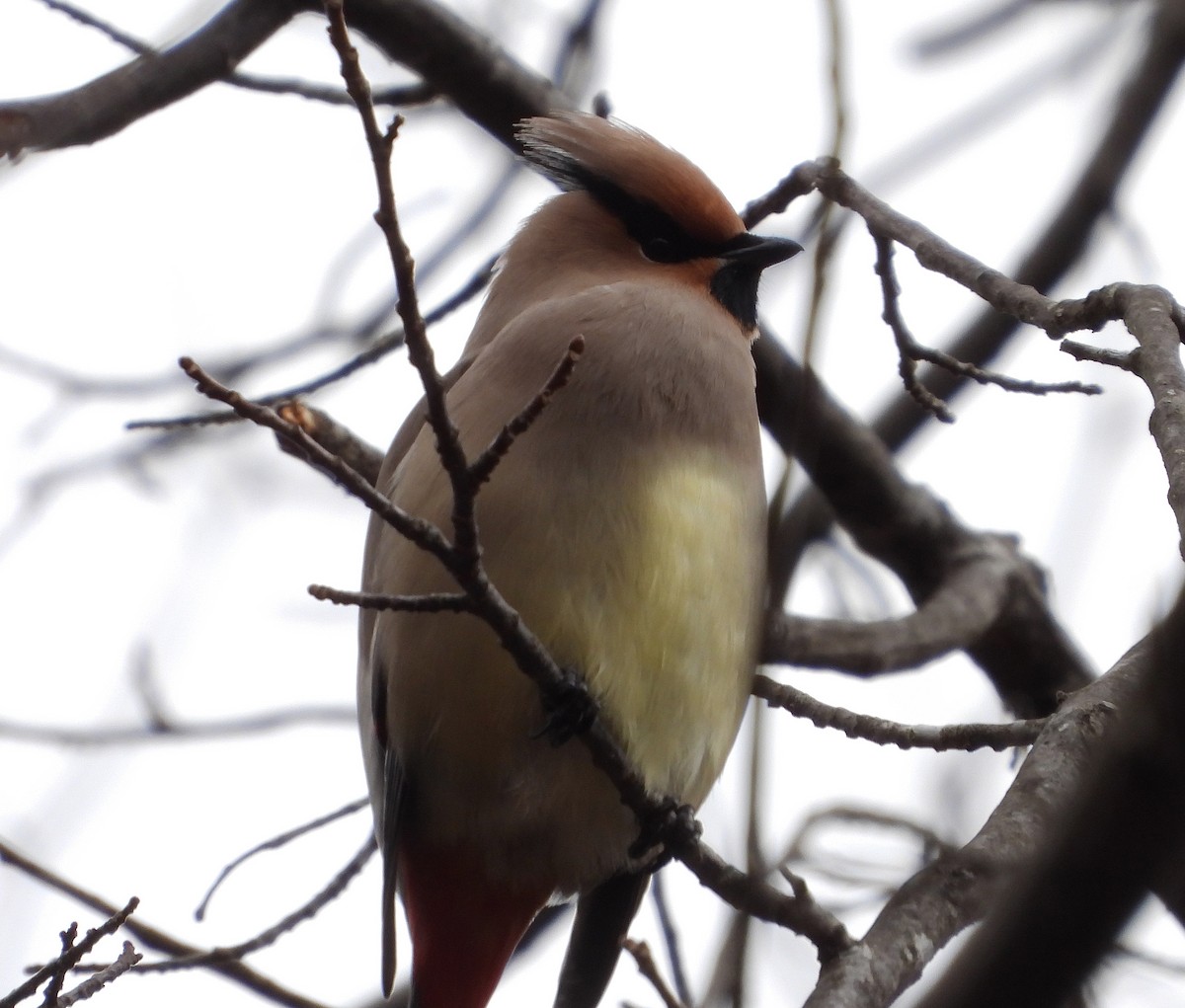 Japanese Waxwing - ML617450566