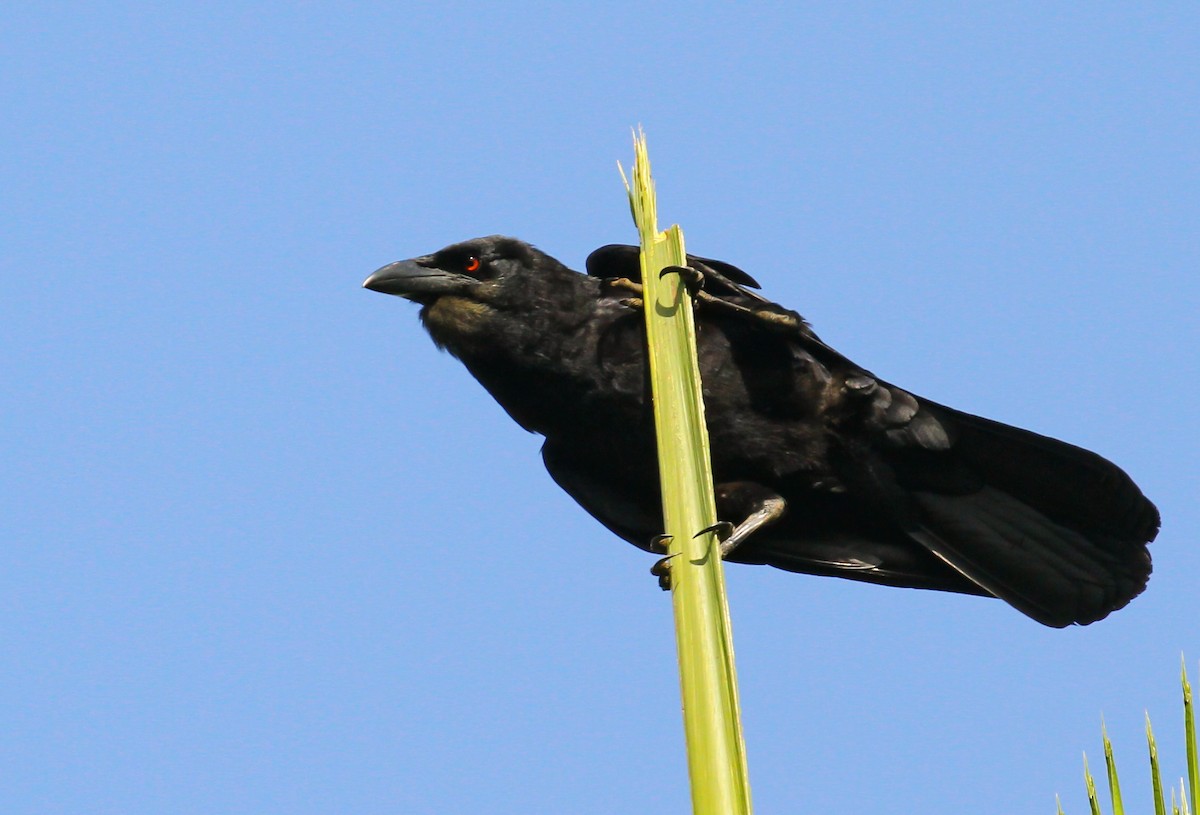 White-necked Crow - ML617450601