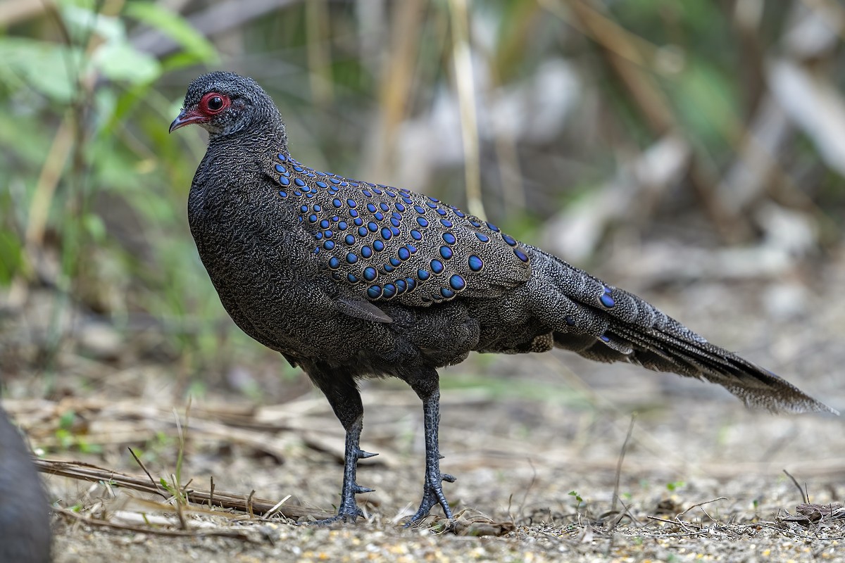 Germain's Peacock-Pheasant - ML617450634