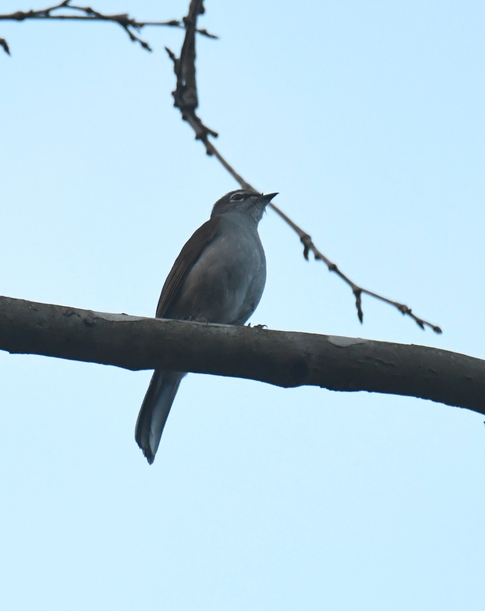 Brown-backed Solitaire - Leonardo Guzmán (Kingfisher Birdwatching Nuevo León)