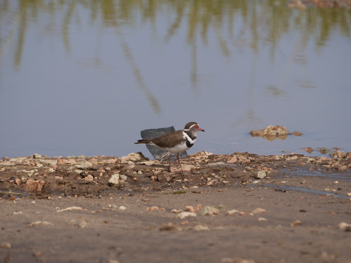 Three-banded Plover - ML617450758