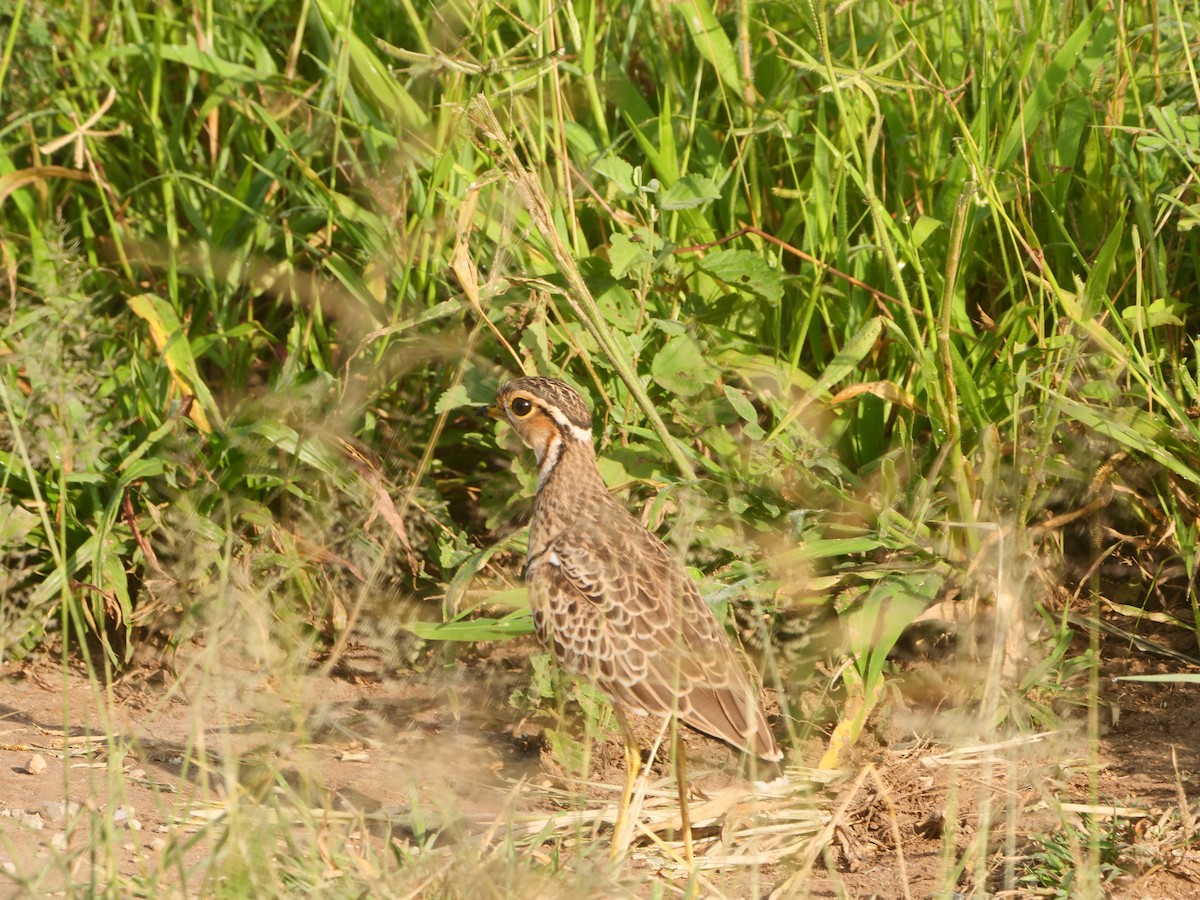 Three-banded Courser - ML617450780