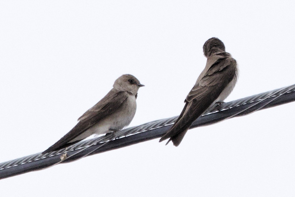 Northern Rough-winged Swallow - Lee Burke