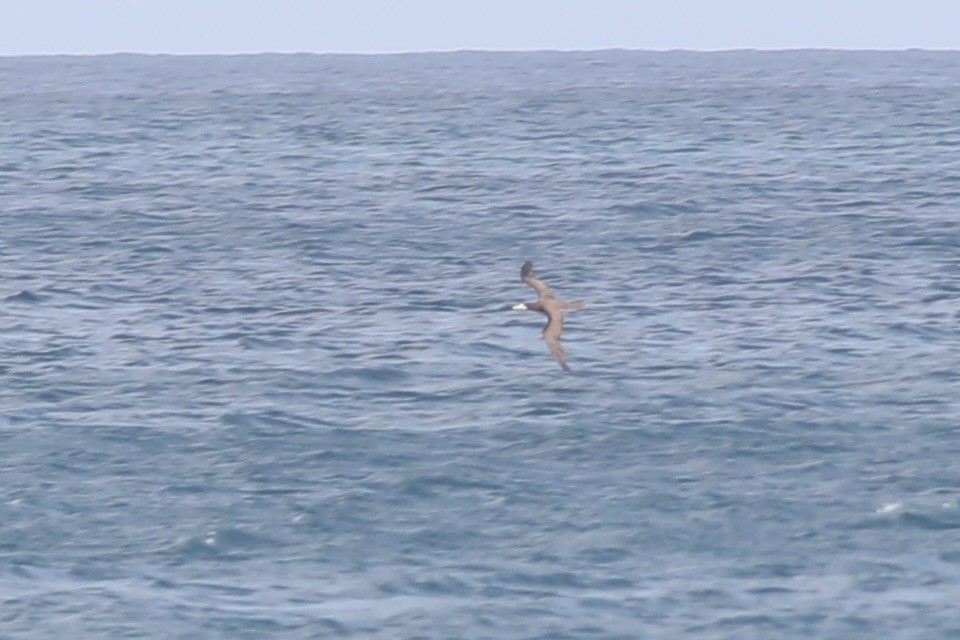 Brown Booby - ML617450860