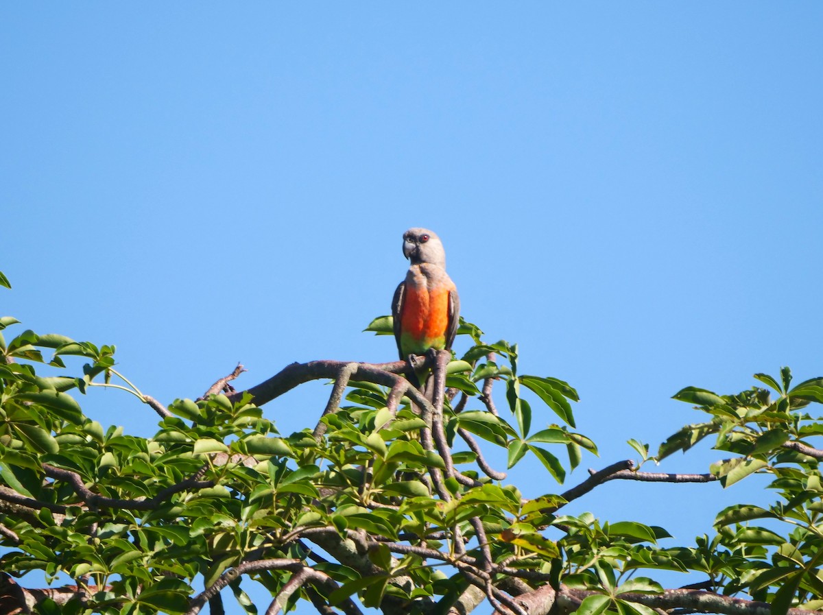 papoušek oranžovoprsý - ML617450928