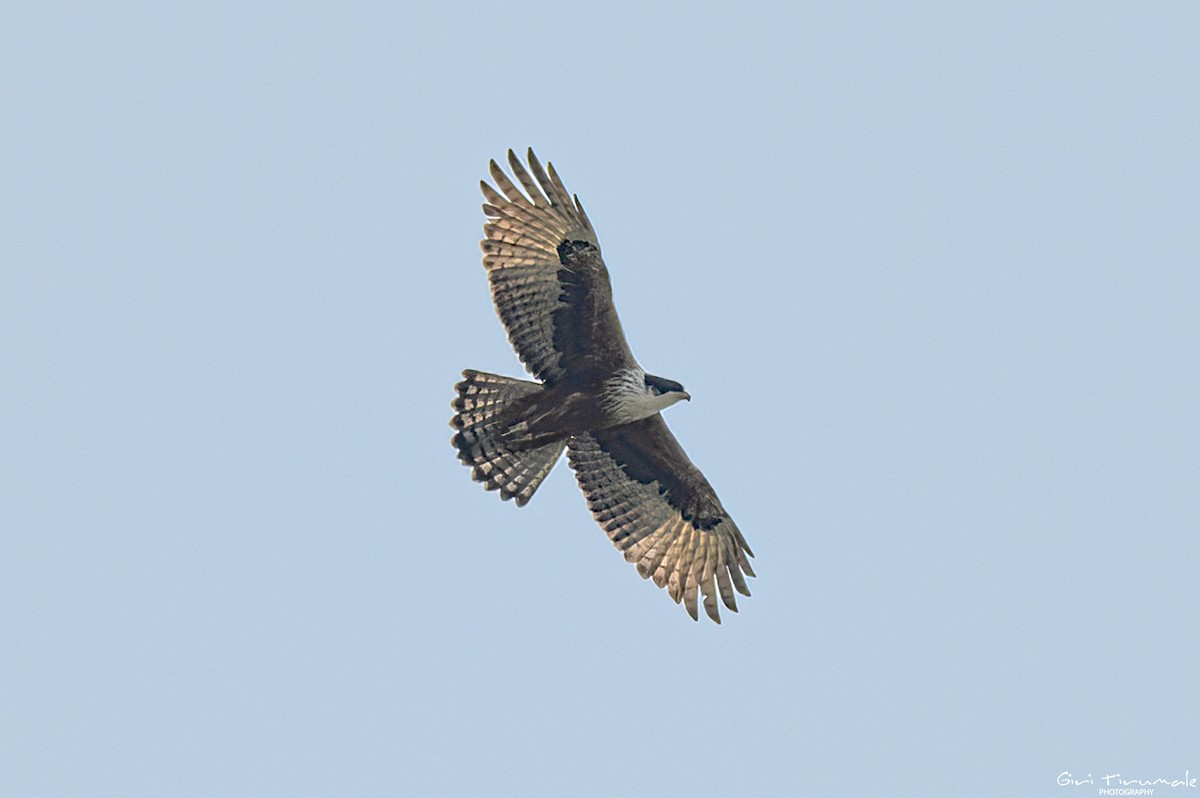 Rufous-bellied Eagle - Giri Tirumale