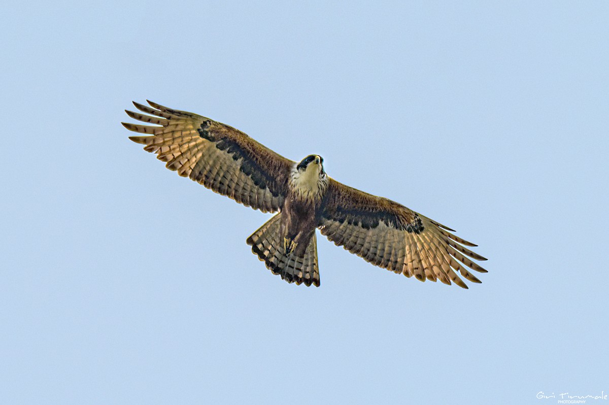 Rufous-bellied Eagle - ML617450986