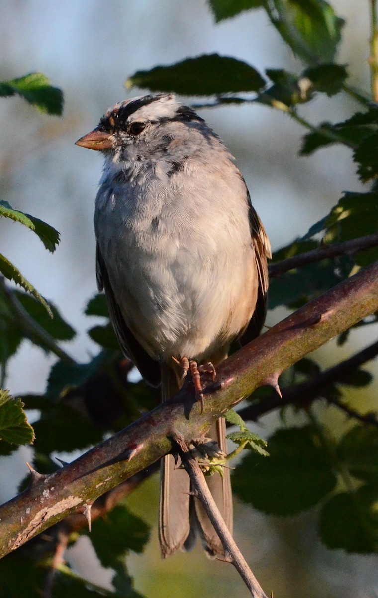 White-crowned Sparrow - Matt Wangerin