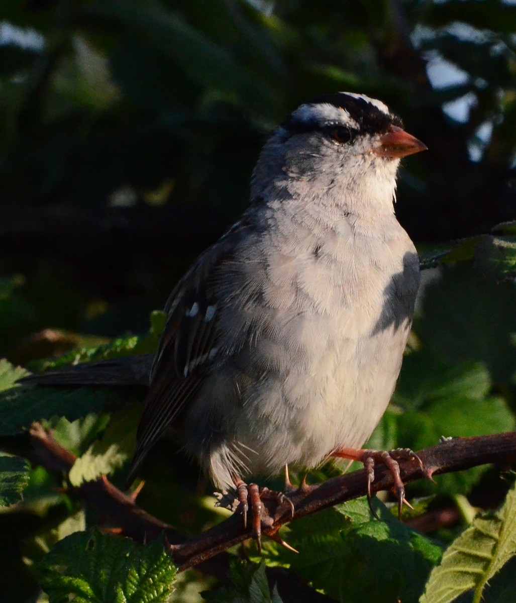 White-crowned Sparrow - ML617451028