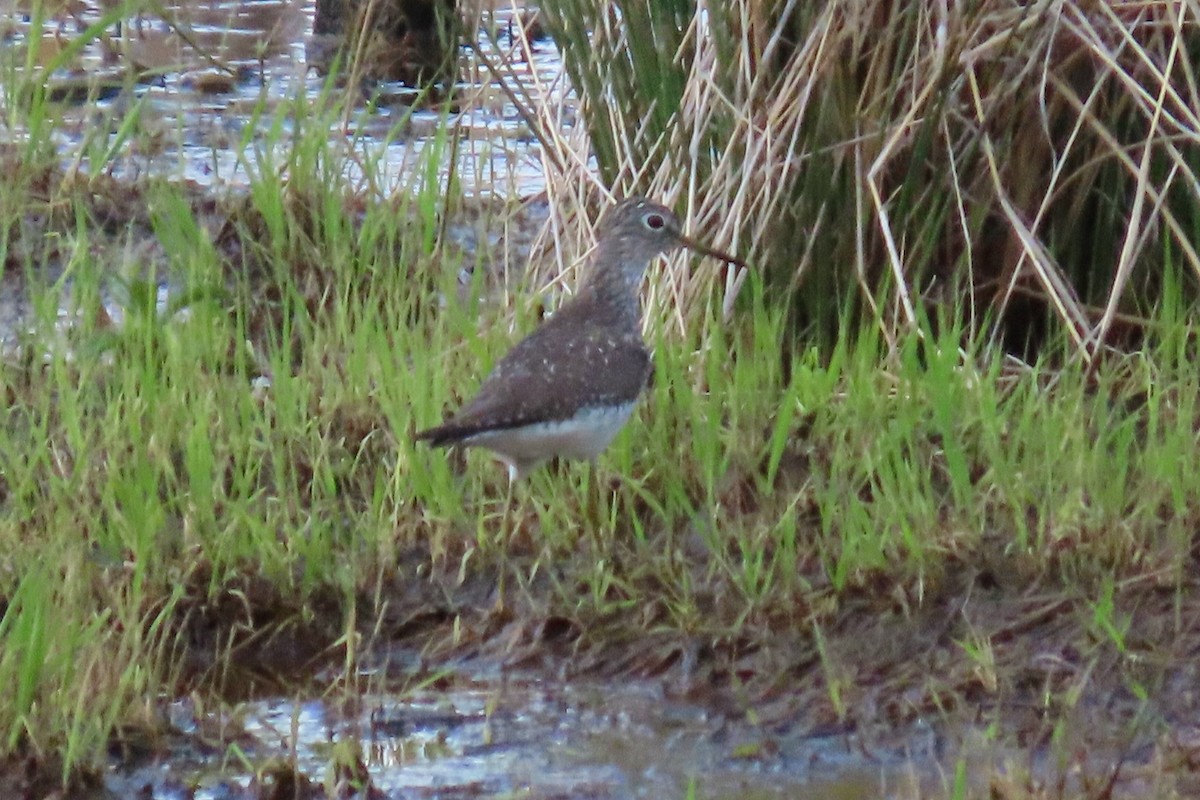 Solitary Sandpiper - Peter & Jane Wolfe