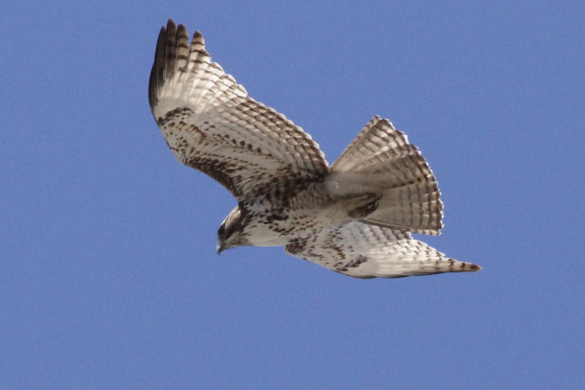 Red-tailed Hawk - ML617451070